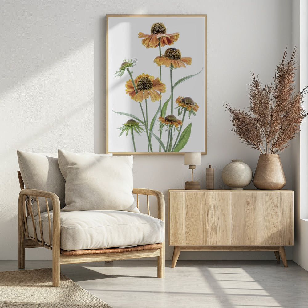 Helenium | Poster