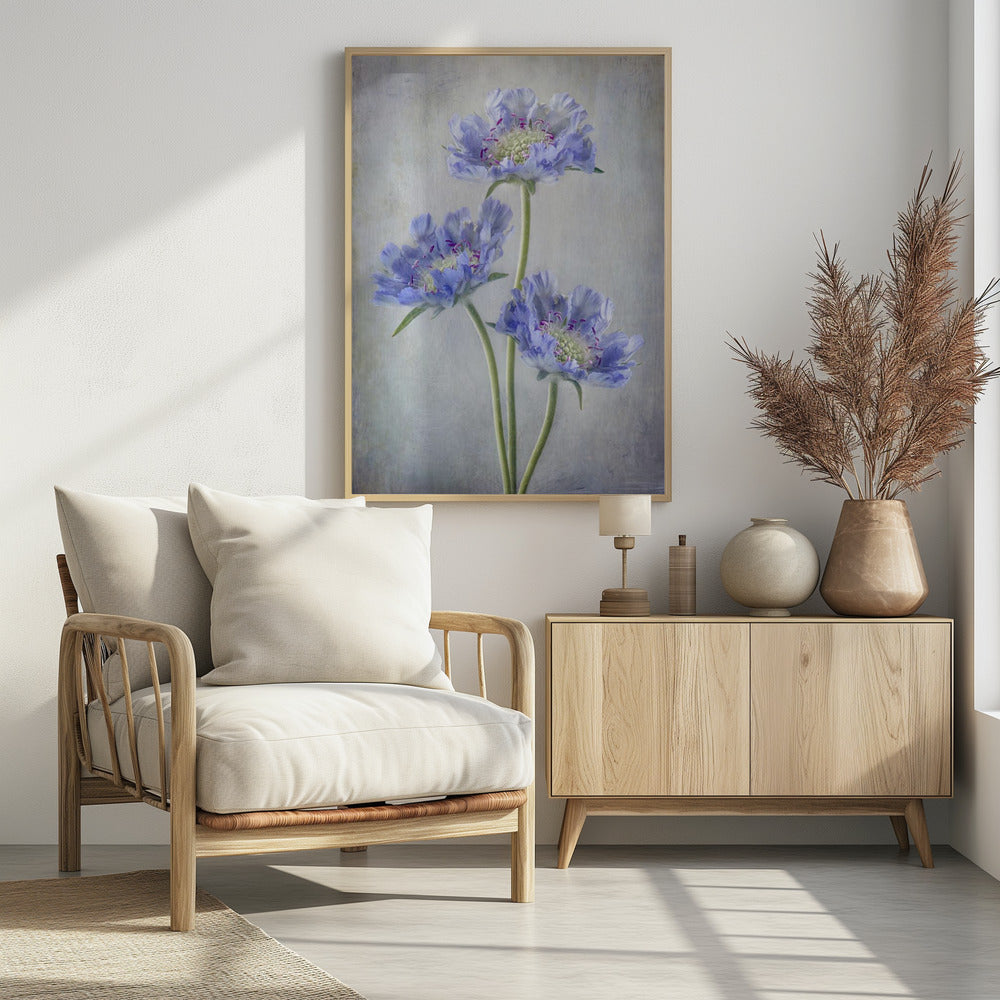 Scabiosa | Poster