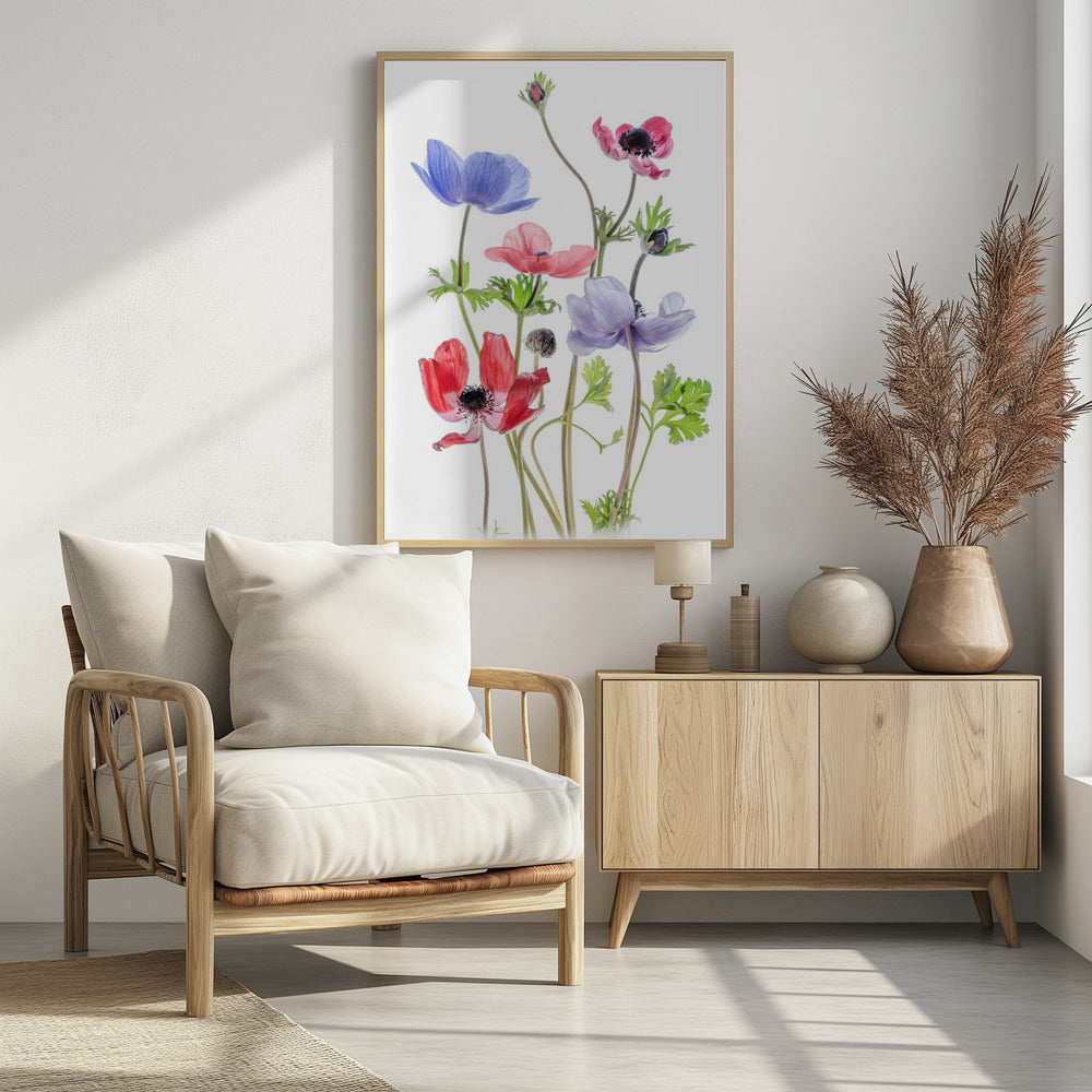Anemone De Caen | Poster