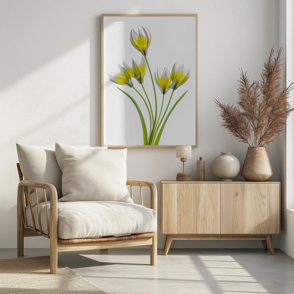 Tulipa | Poster