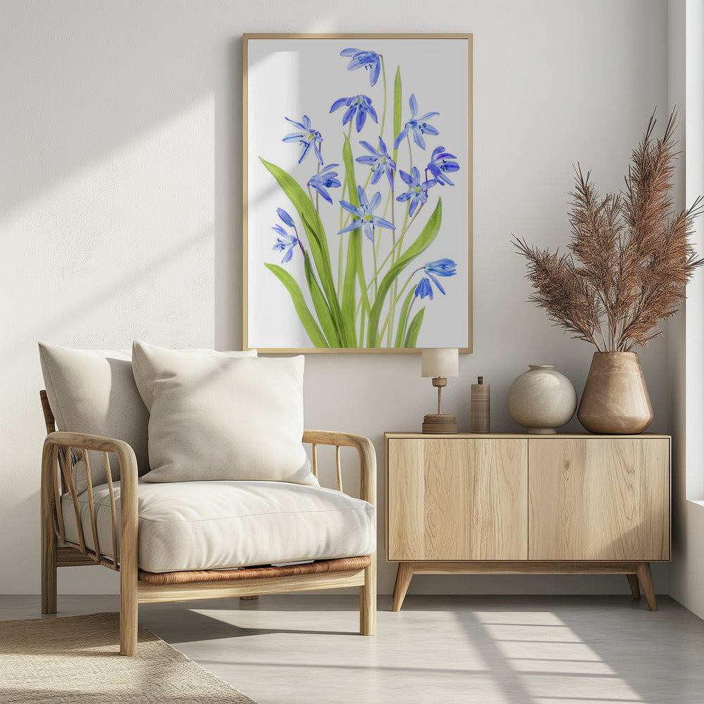 Scilla | Poster