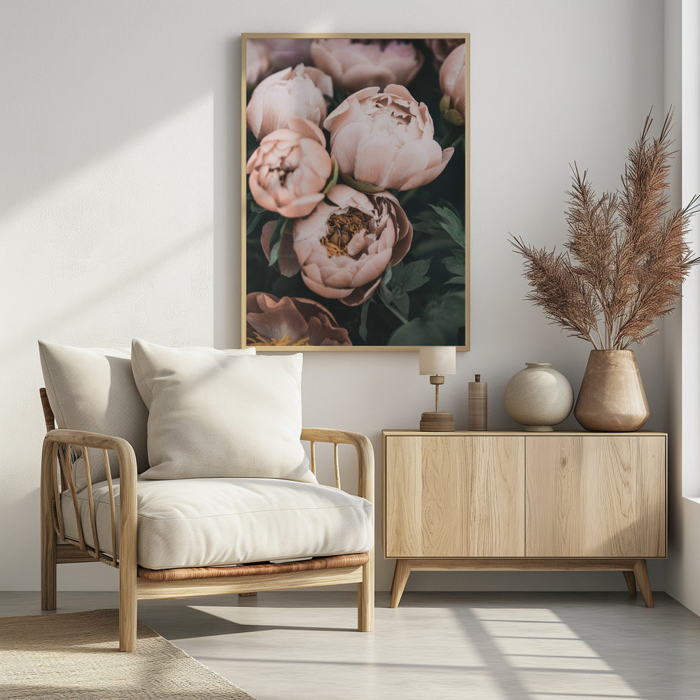 Korallenpfingstrosen | Poster