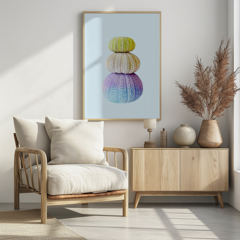 Seeigel | Poster