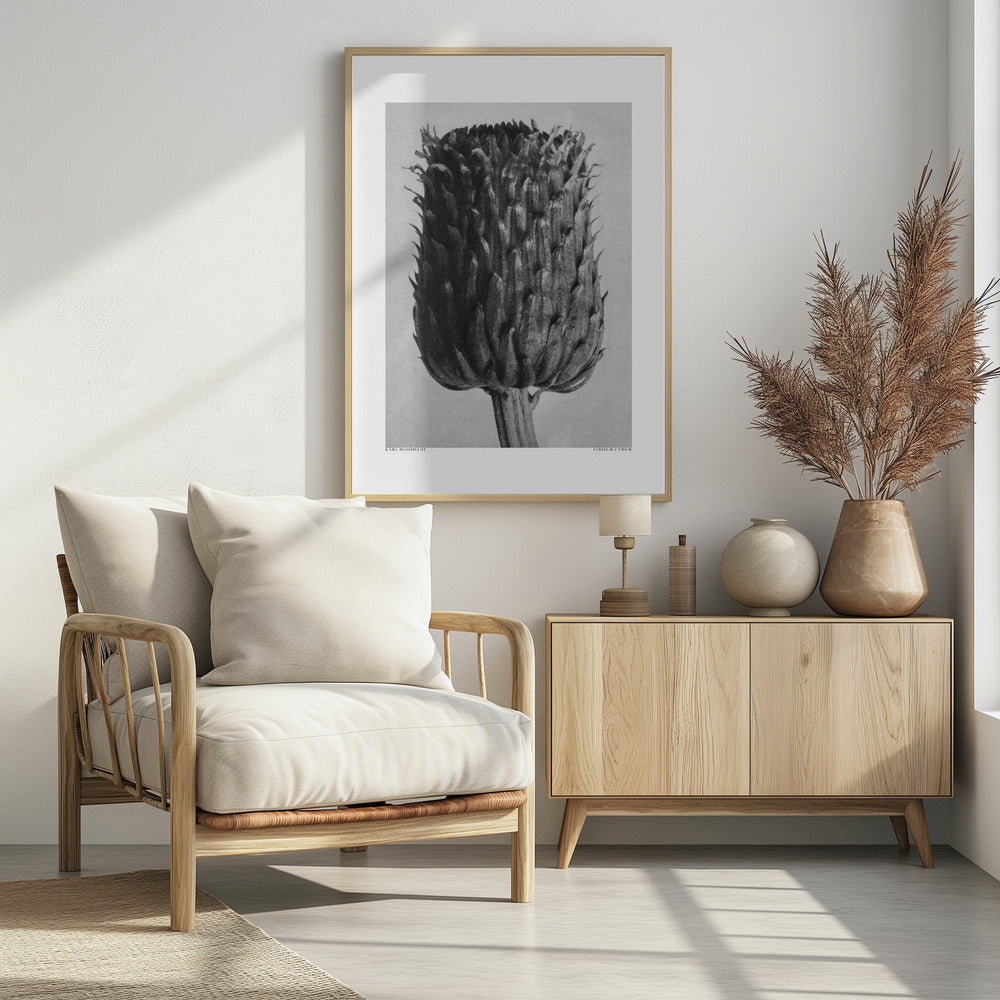 Cirsium Canum (Thistle) | Poster