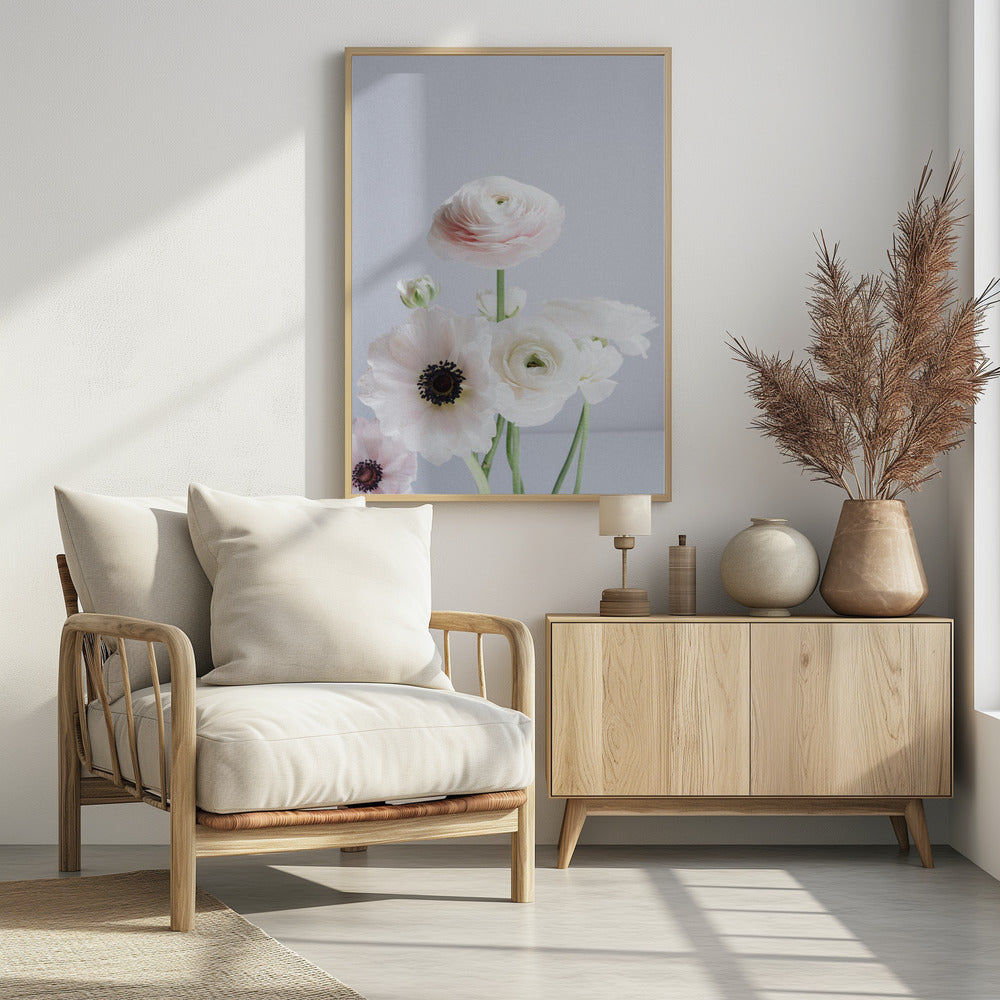 White And Pale Pink Ranunculus Flowers | Poster