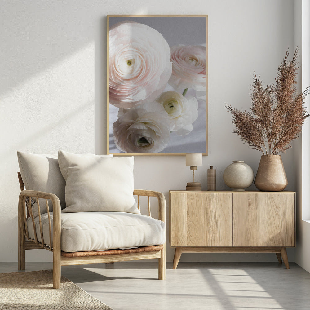 Weiche Ranunkeln | Poster