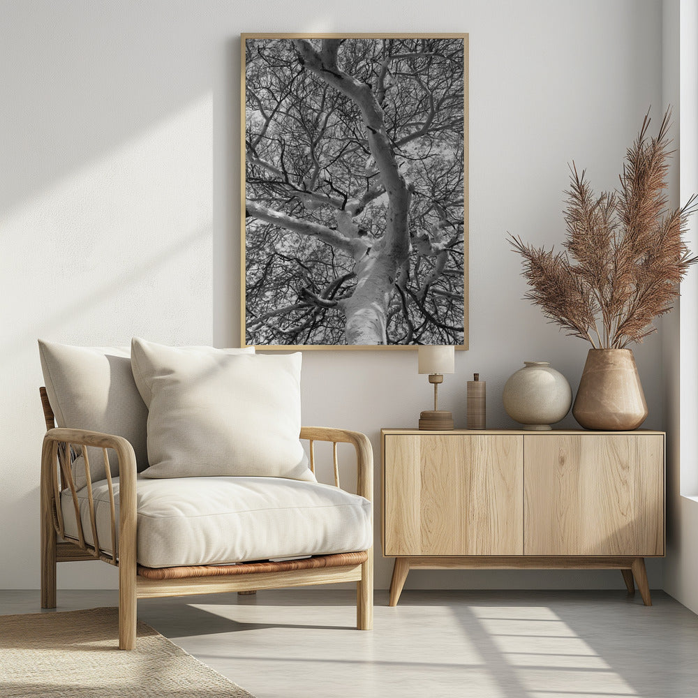 Silhouette Canopy | Poster
