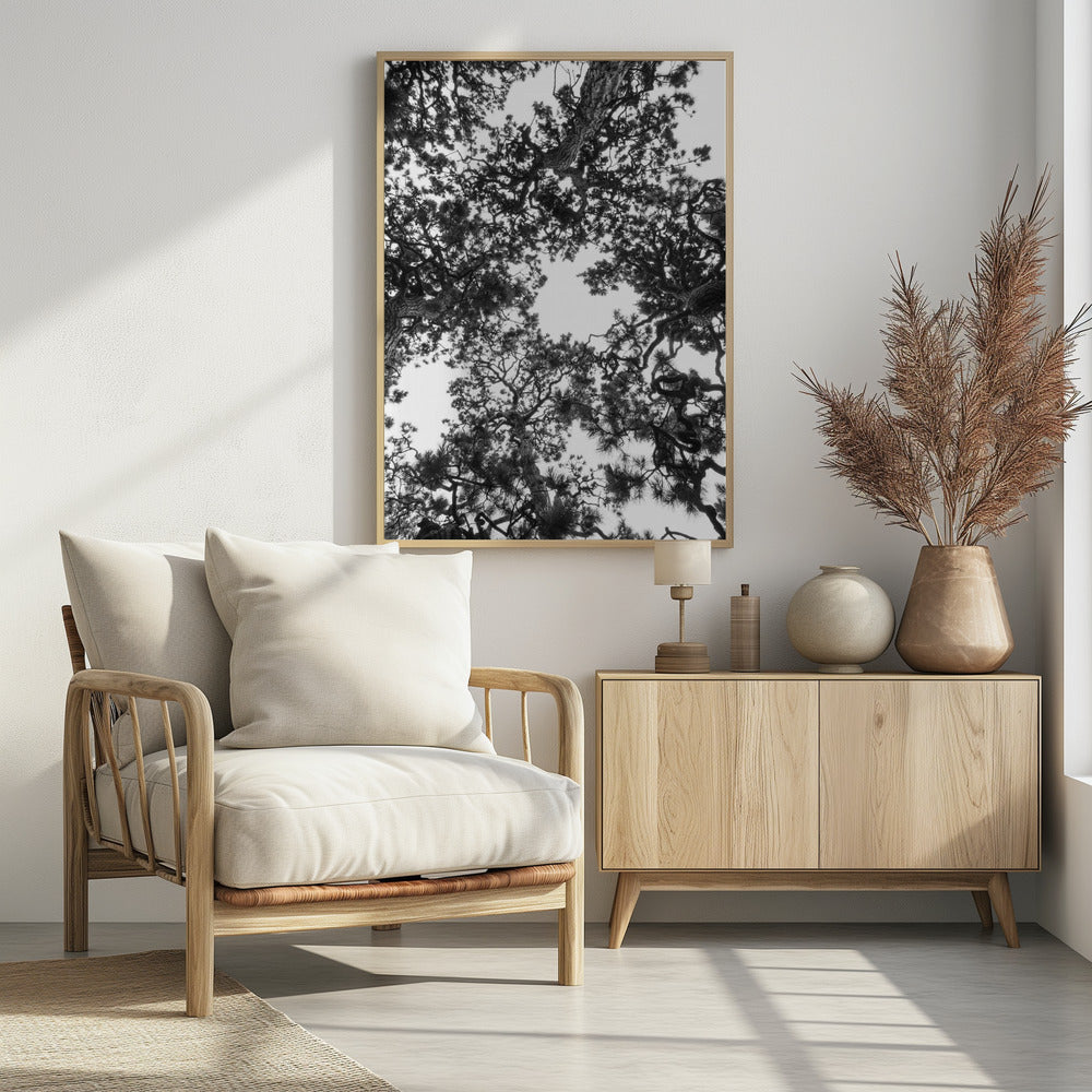 Baldachin-Symphonie | Poster