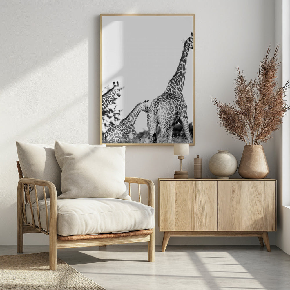 Giraffe Family Stroll | Poster