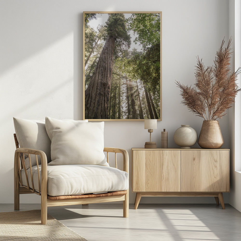 Towering Redwoods | Poster