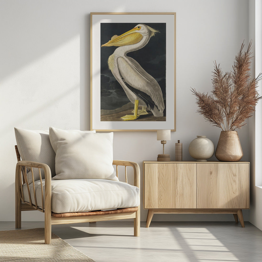 American White Pelican From Birds of America (1827) | Poster