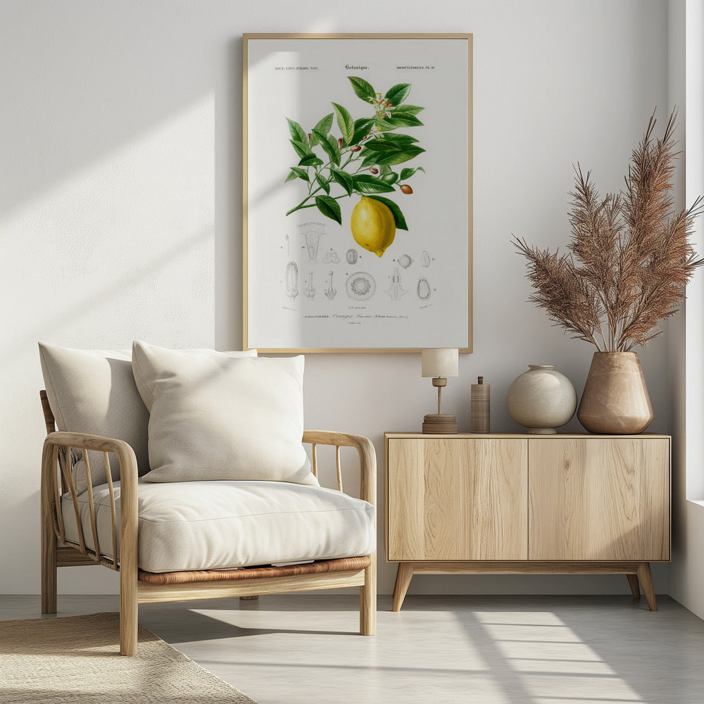 Zitrone (Citrus Limonium) | Poster