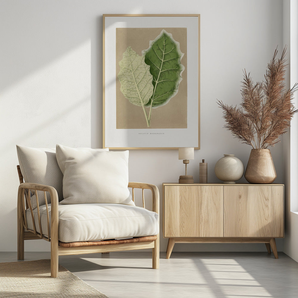 Green Solanum Marginatum Leaf Illustration | Poster