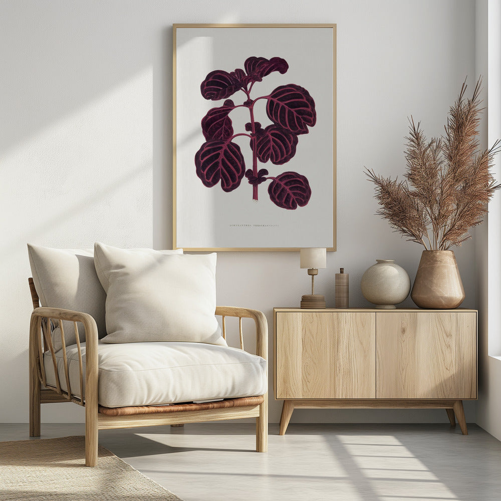 Pink Achyranthes Verschaffeltii Leaf Illustratio | Poster