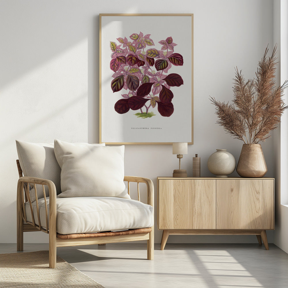 Pink Teleianthera Ficoidea Leaf Illustration | Poster