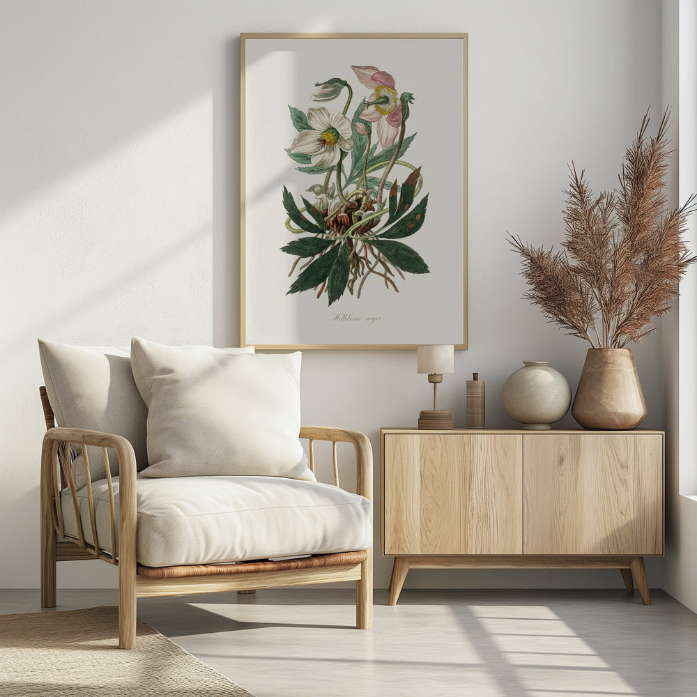 Christmas Rose (helleborus Niger) Medical Botany | Poster
