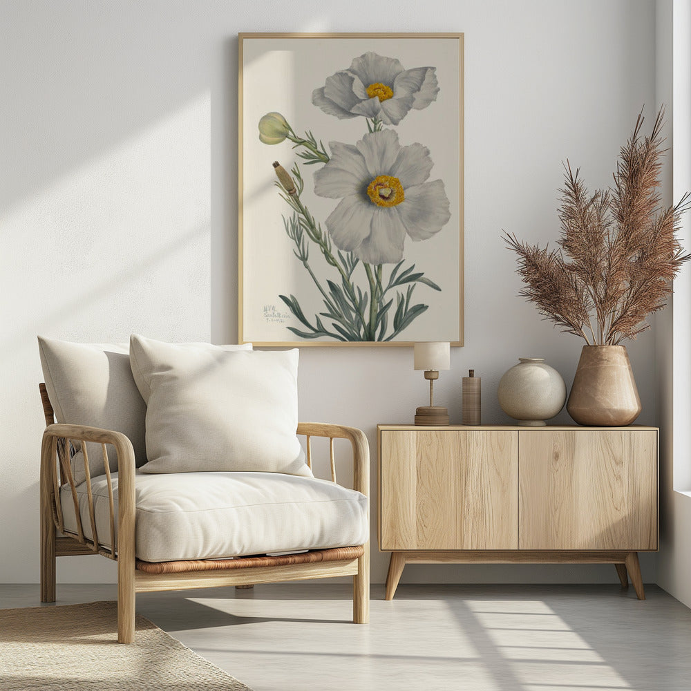 Matilija Mohn | Poster