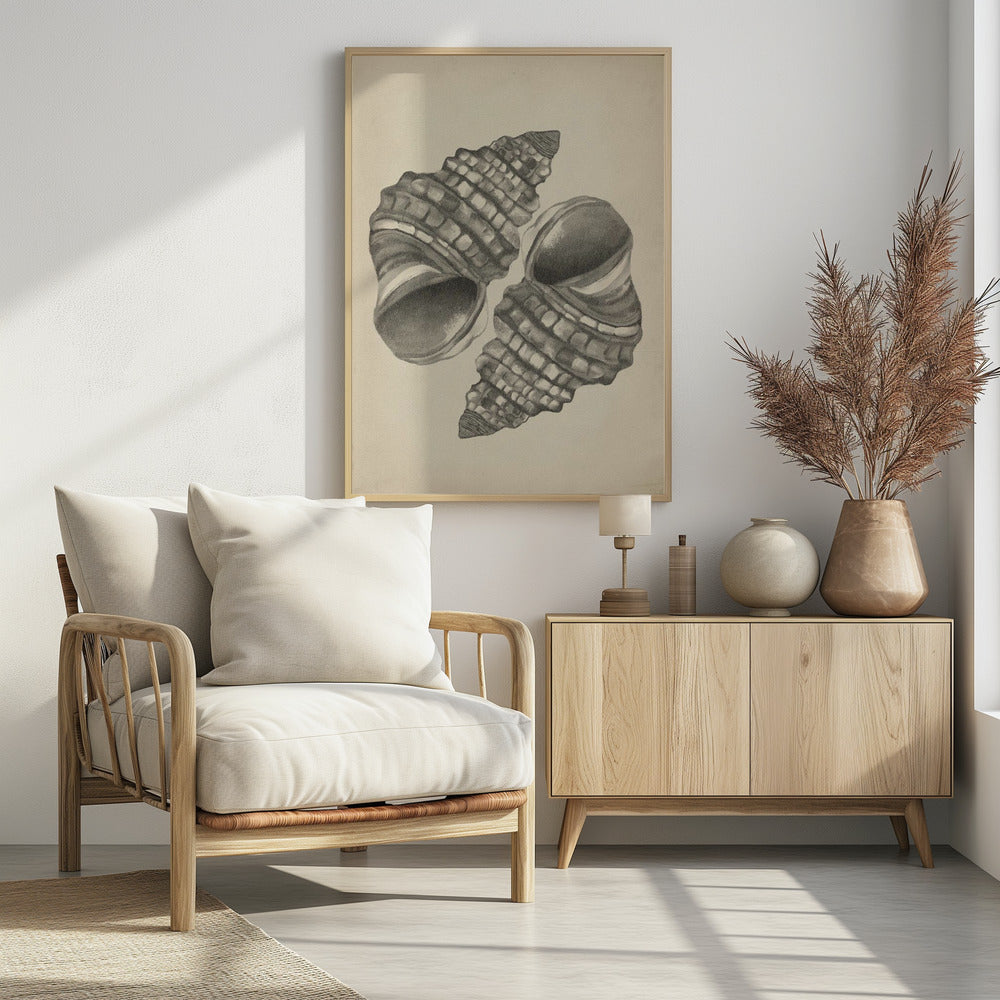 Seashells | Poster