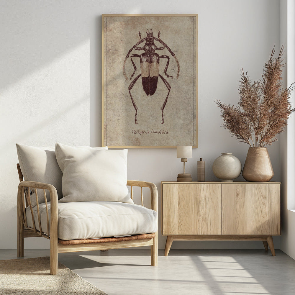 Vintage Insektenskizze | Poster