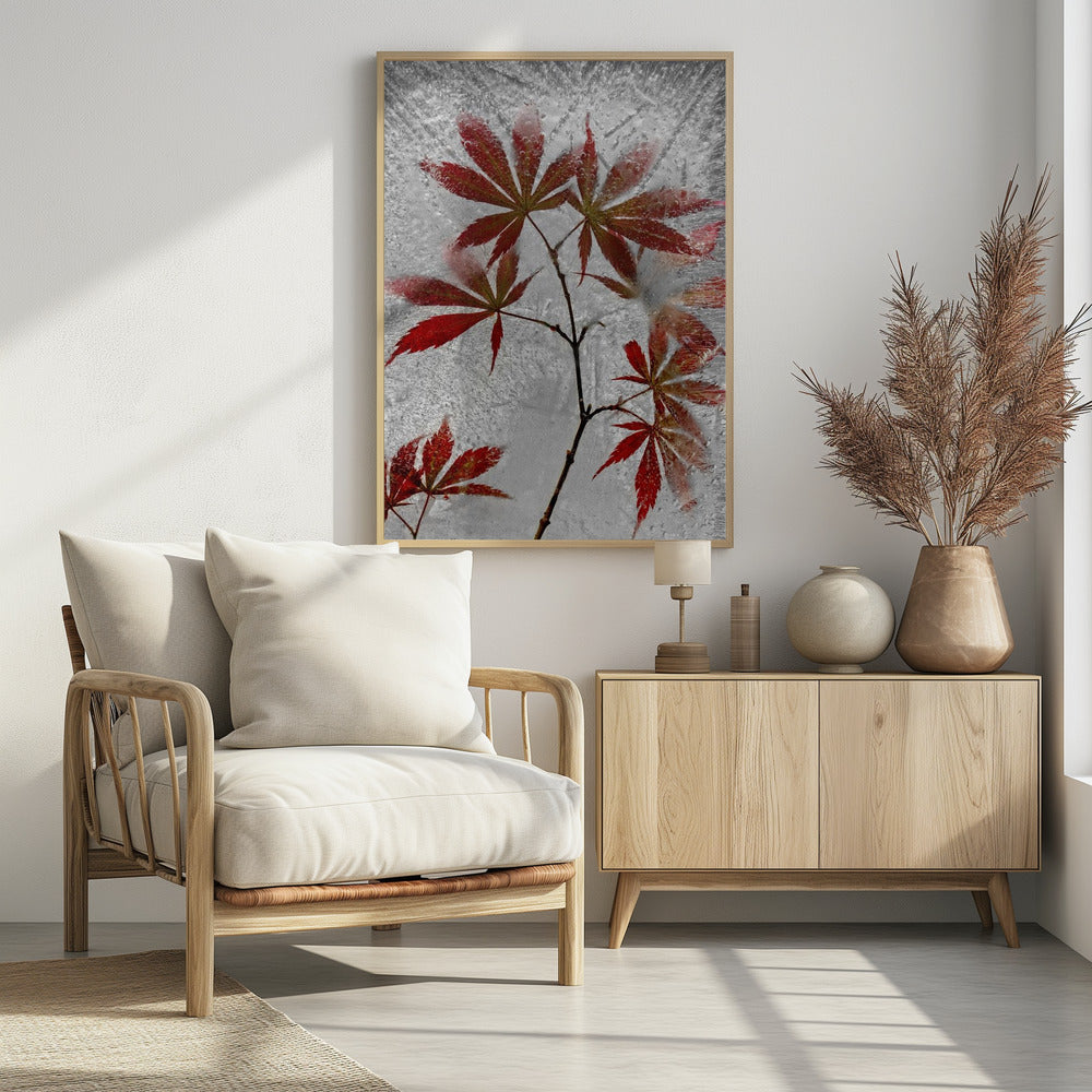 roter Ahorn | Poster