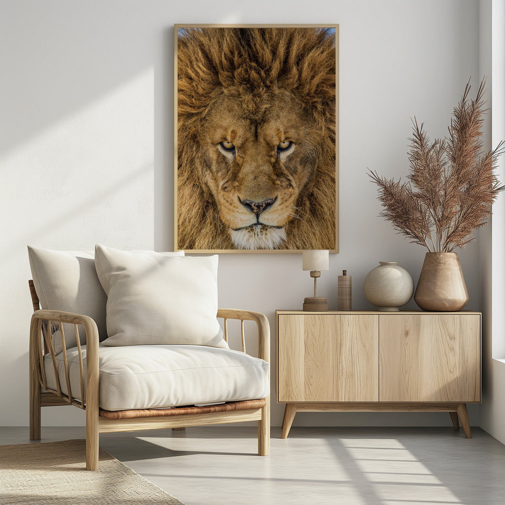 Ernsthafter Löwe | Poster