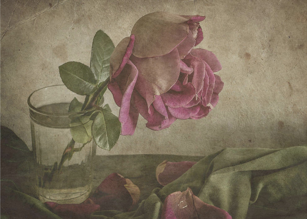 Träne der Rose | Tapete