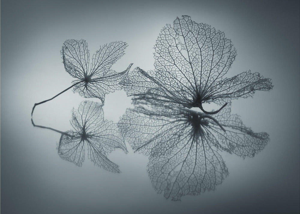 Ephemeral Beauty | Canvas