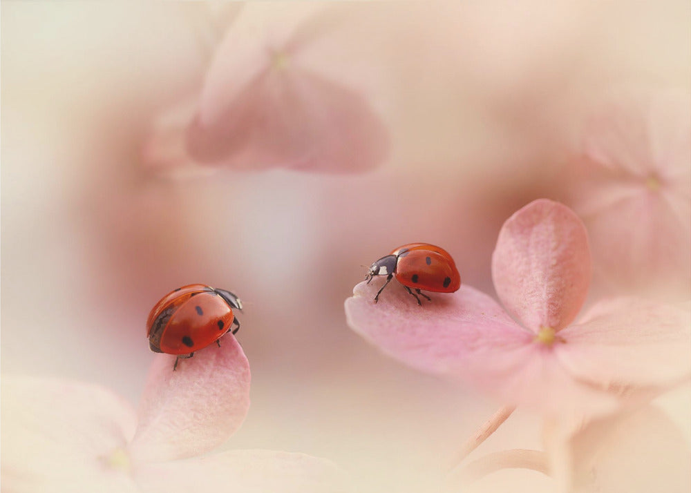 Marienkäfer auf rosa Hortensie. | Leinwand