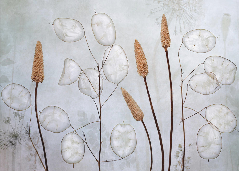 Lunaria | Leinwand