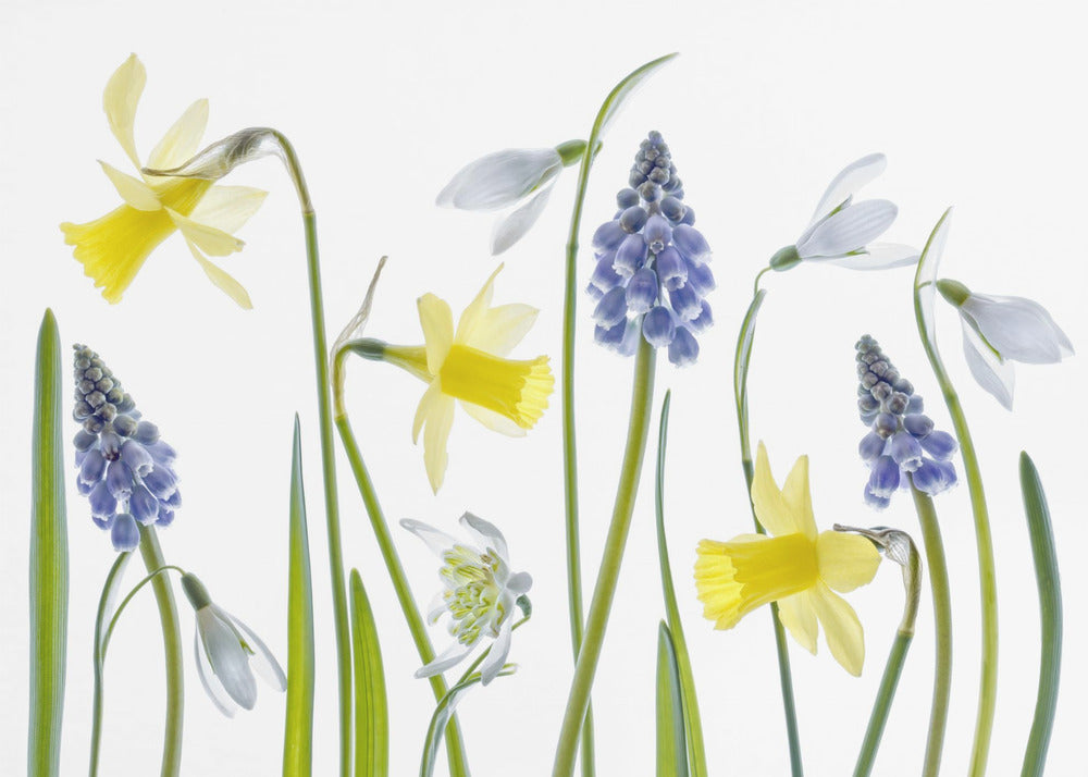 Frühling | Leinwand