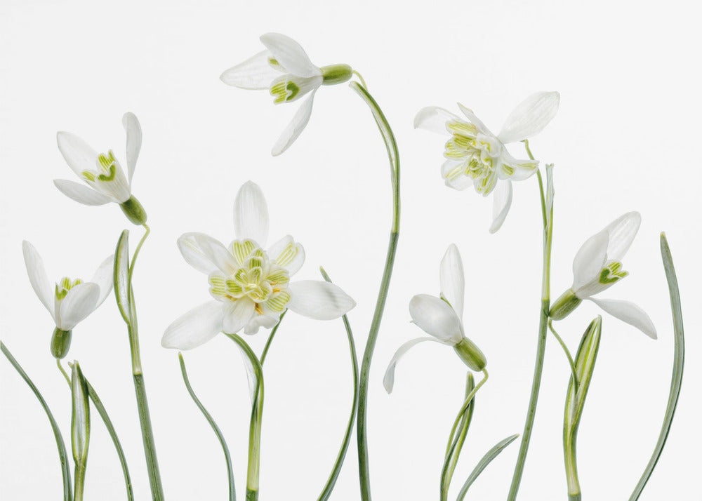 Spring Snowdrops | Canvas