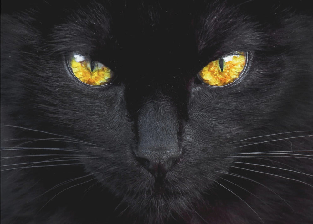 The hypnotist of the night | Canvas