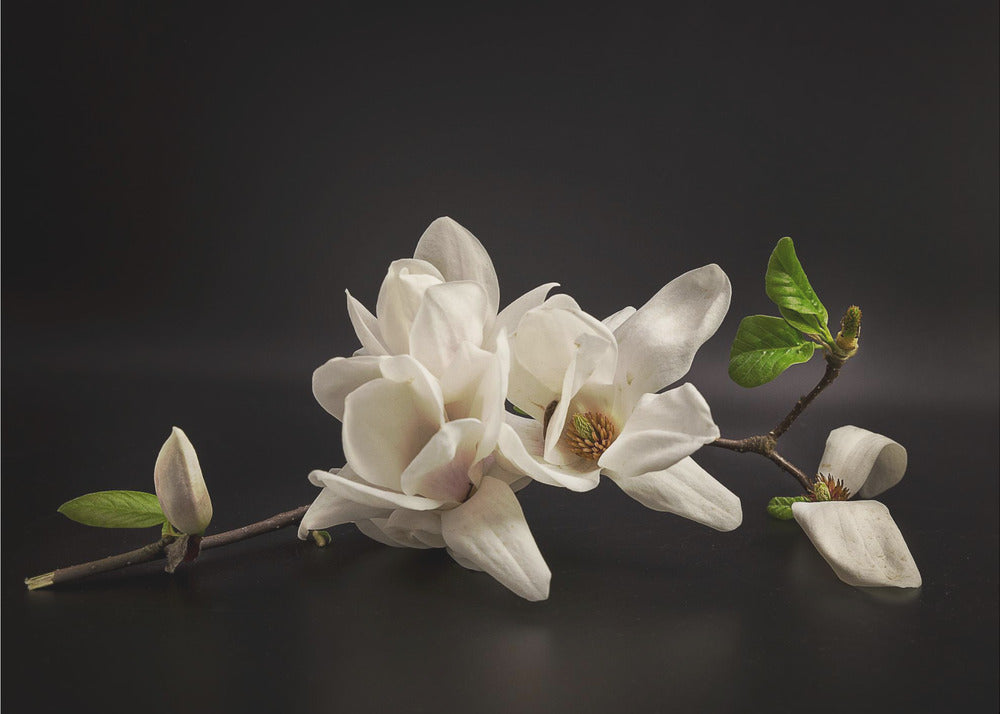 Magnolia | Poster