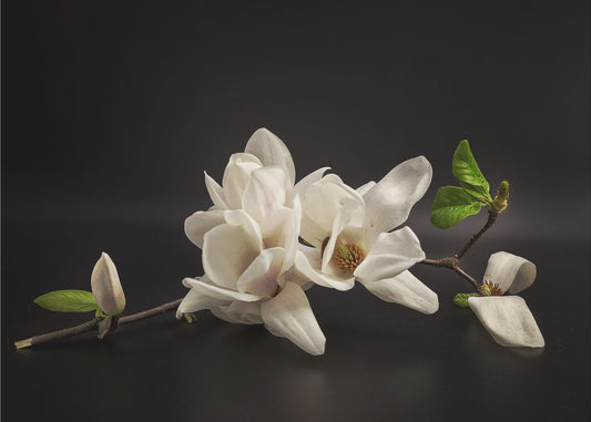 Magnolie | Tapete