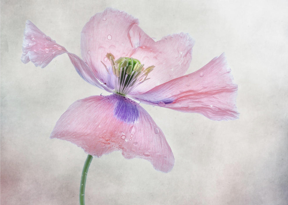 Pastel poppy | Poster