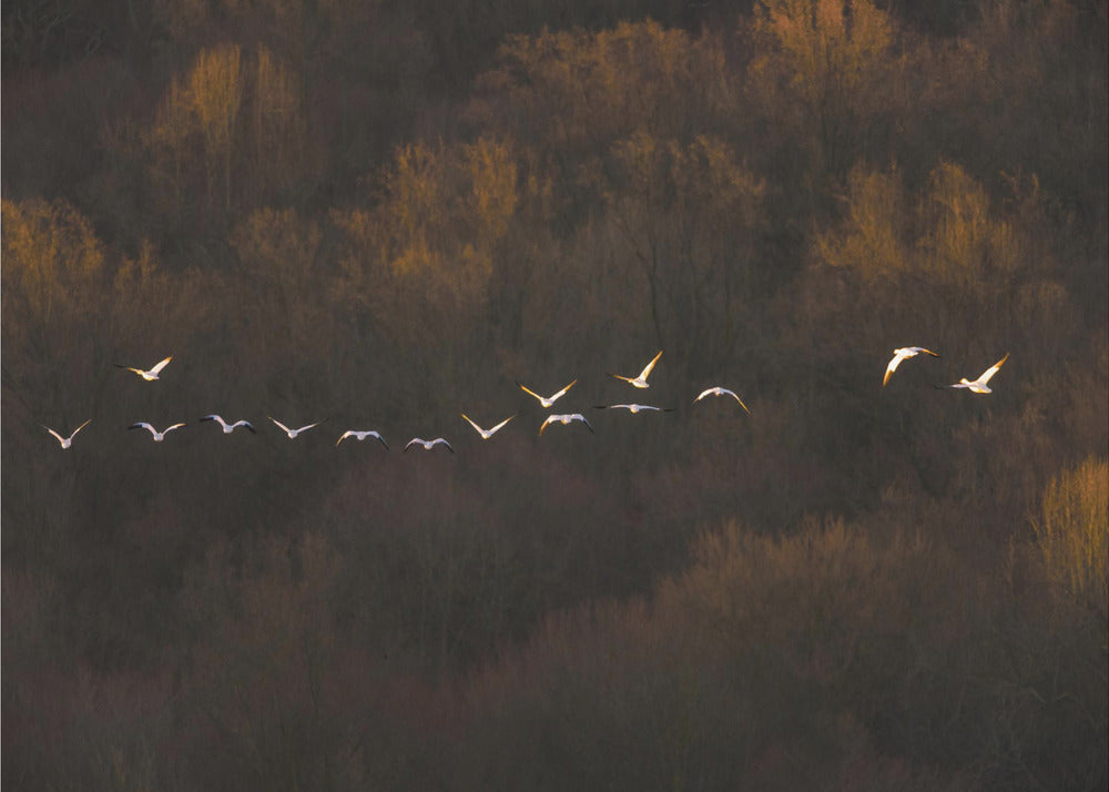 Morgenstimmung | Tapete