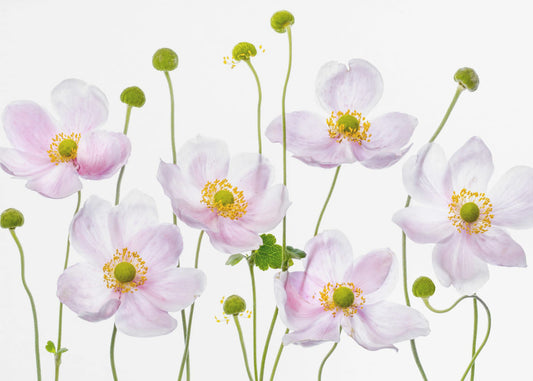 Japanische Anemonen | Leinwand