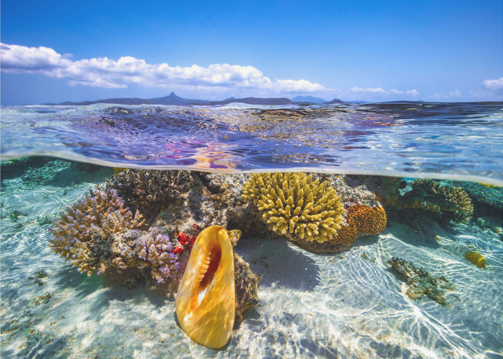 Lagoon life | Canvas