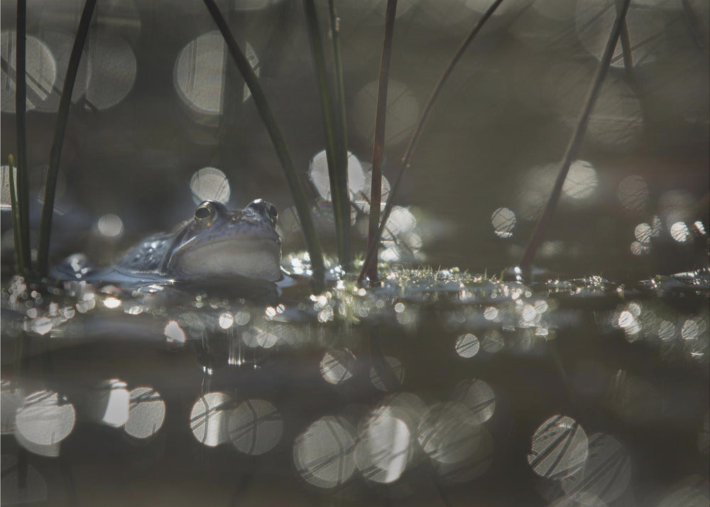 Moorfrosch | Leinwand