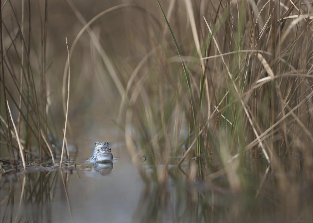 Two frogs | Poster