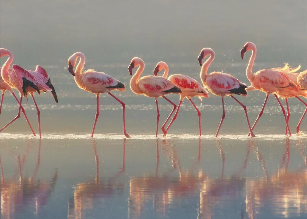 Flamingo | Leinwand