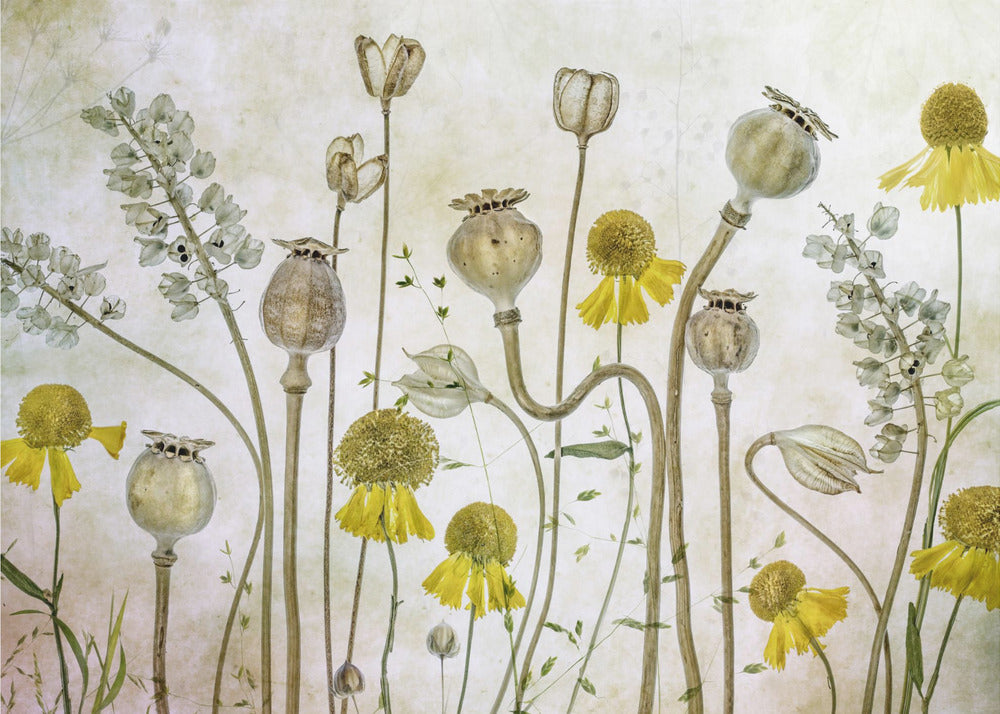 Mohnblumen und Helenium | Leinwand