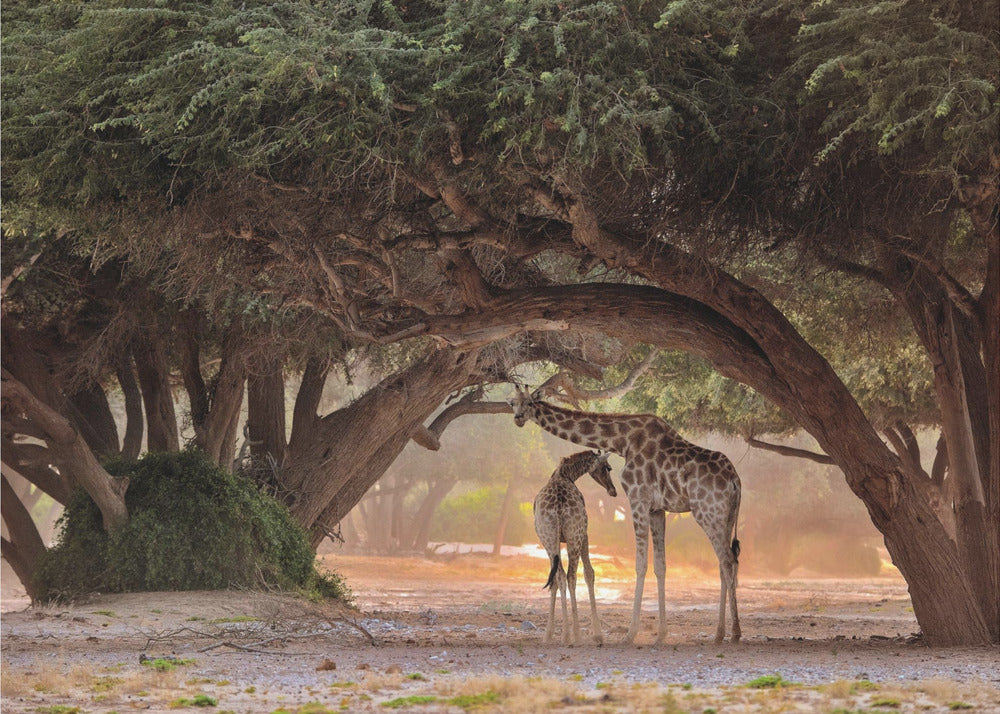 Giraffe - Namibia | Leinwand