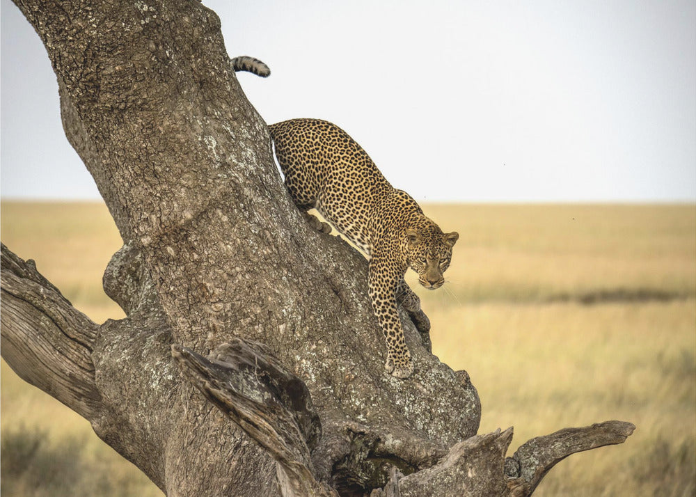 Leopard – Serengeti, Tansania | Poster