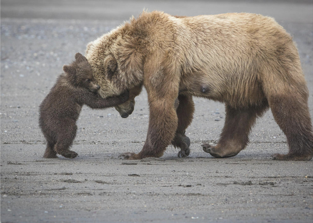 A Little Bear Hug | Poster
