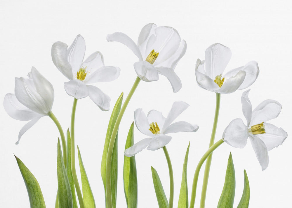 White Tulips | Canvas