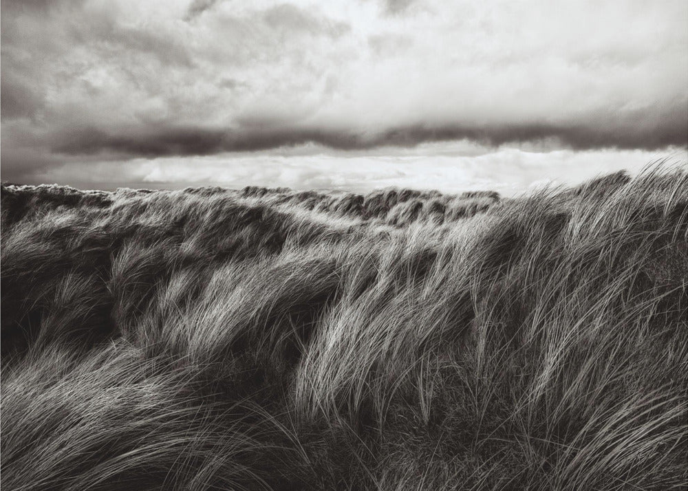 Dunes of grass | Poster