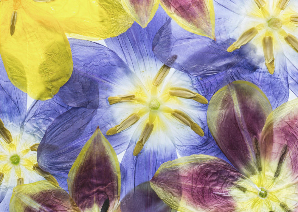 Tulpen | Leinwand