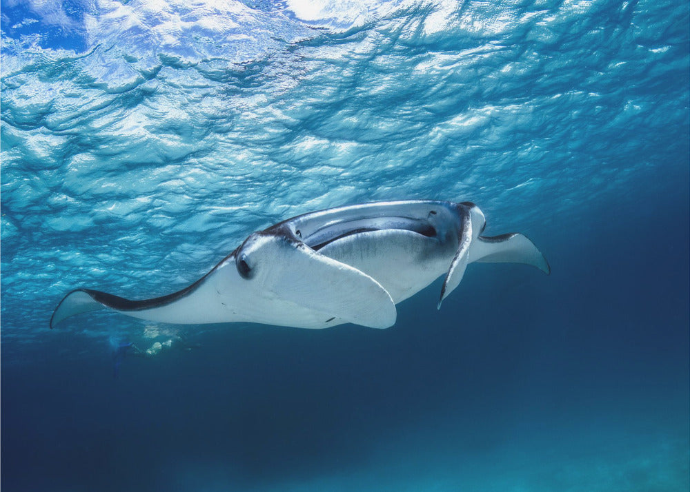 Manta ray | Canvas