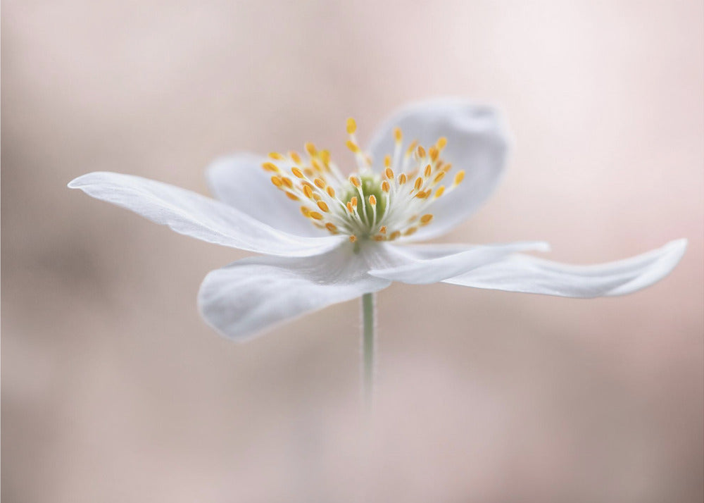 Anemone Nemorosa | Leinwand